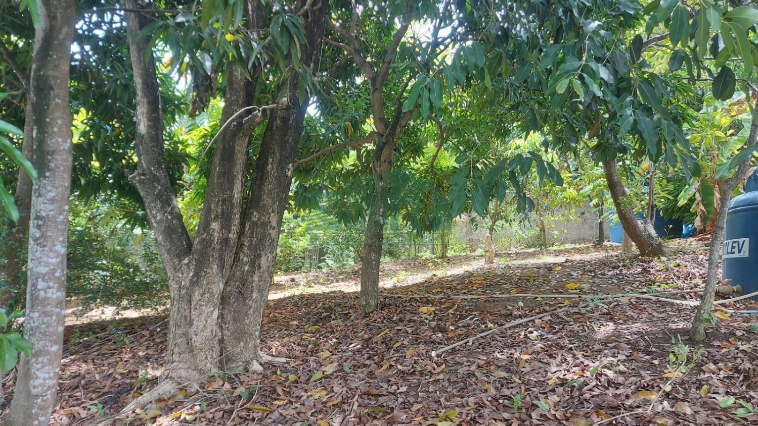 Fazenda, 4200 m² - Foto 7